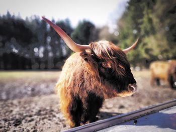 Close-up of a shettland cow