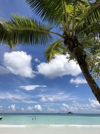 Palm trees on beach against sky