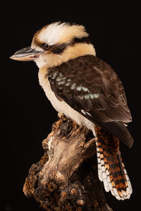 Close-up of bird perching on tree