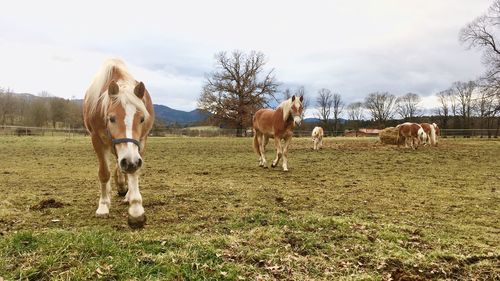 Horses on field against sky