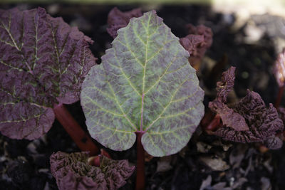 Close-up of leaves on plant