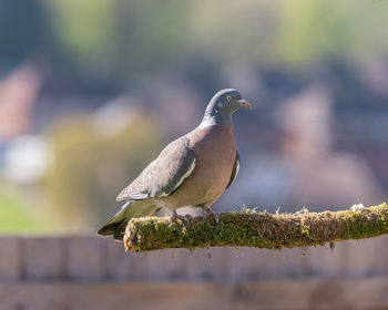 Close-up of bird perching on railing