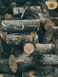 Stack of logs in forest