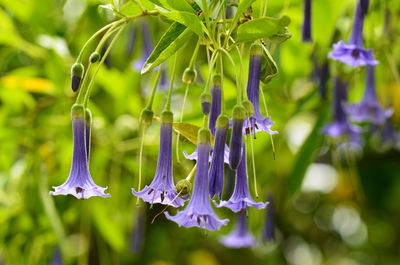 Close-up of purple flowers against blurred background