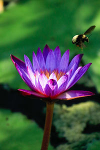 Close-up of bee pollinating on purple flower