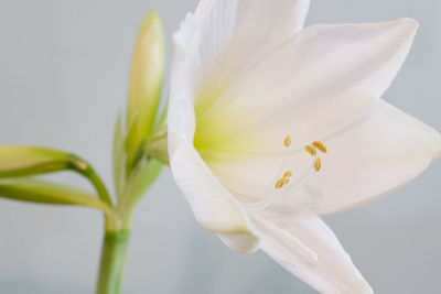 Close-up of white flowers