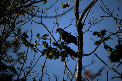 Low angle view of bird perching on branch