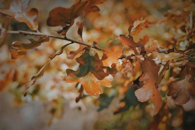 Close-up of dry leaves on tree