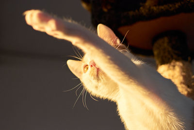 Close-up of a cat