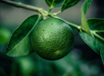 Close-up of lime fruit