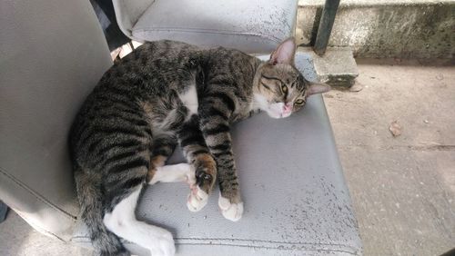 High angle view of tabby sleeping cat