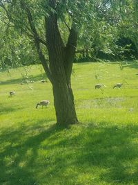 Bird perching on tree in field