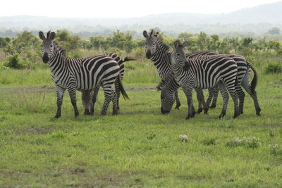 Zebras standing in a field