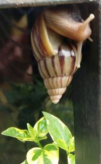 Close-up of snail on plant