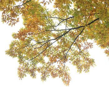 Low angle view of tree