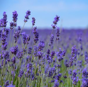 Close-up of purple flowering plants on field