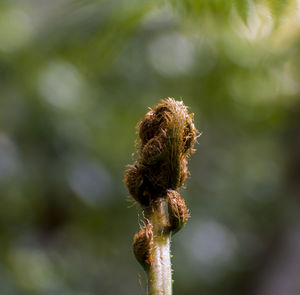 Close-up of wilted flower
