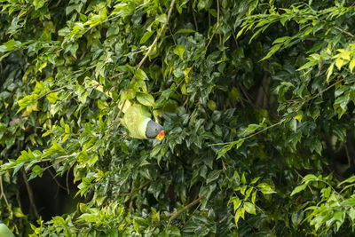 Bird perching on a plant