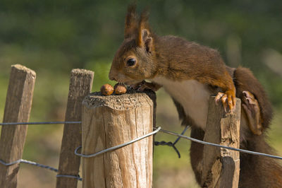 Close-up of squirrel on wooden post