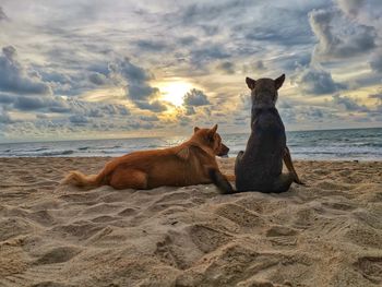 View of two horses on beach