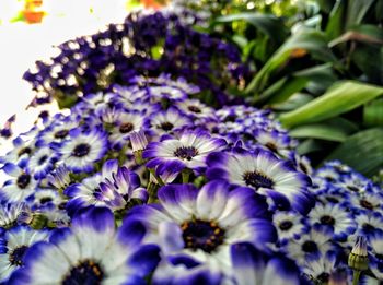 Close-up of purple flowers blooming outdoors