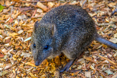 High angle view of  possum on land