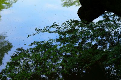 Low angle view of trees against sky