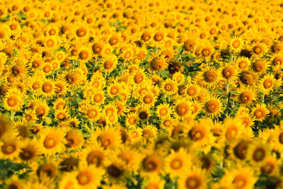 Close-up of yellow flowering plants