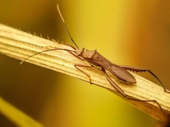 Close-up of insect