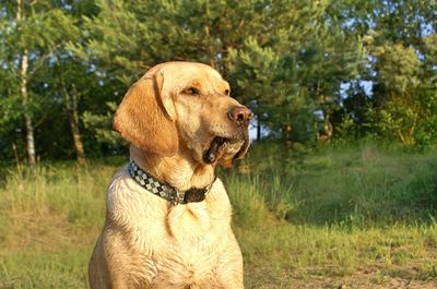 Close-up of dog on grass