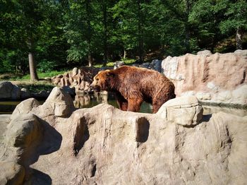 View of sheep on rock