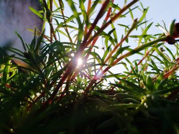 Close-up of fresh plants against sunlight
