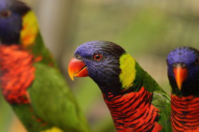 An australian rainbow lorikeet in kuala lumpur bird park, malaysia