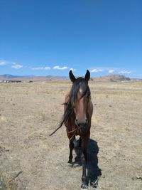 Horse on field against blue sky