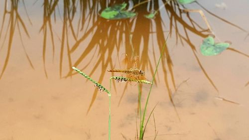 Close-up of grasshopper on plant