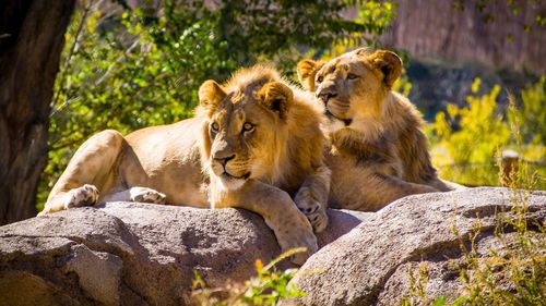 Close-up of lion relaxing on rock