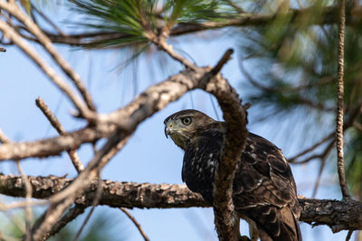 Hiding red-shouldered hawk buteo lineatus bird perched in a tree among branches in naples, florida