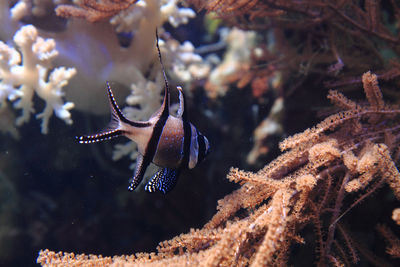 Close-up of fish swimming in sea