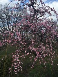 Low angle view of cherry blossoms