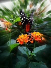 Close-up of butterfly on flower