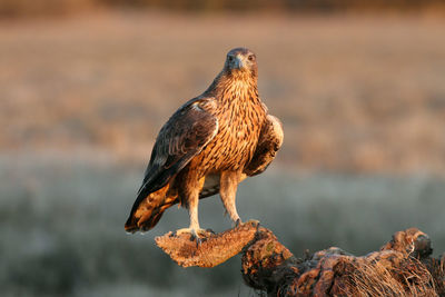 Bird perching on a branch