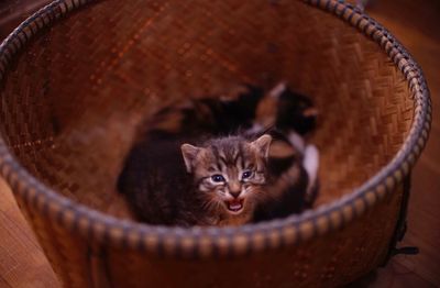 Close-up portrait of cat