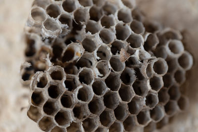 honeycomb