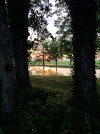 Trees on field in forest during sunset