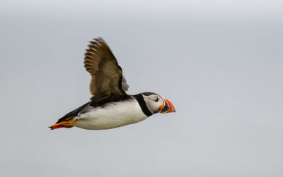 Close-up of a bird flying