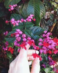 Close-up of hand holding pink flowering plant