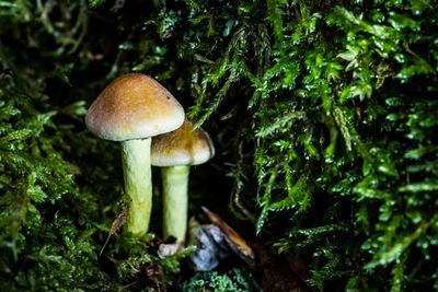 Close-up of mushroom growing in forest