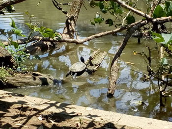 Birds swimming in lake