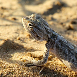 Close-up of lizard on sand