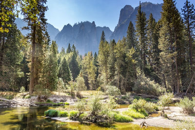 Scenic view of river amidst trees in forest